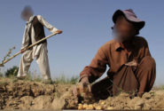 برخورد جدی با استخدام غیرمجاز اتباع در کشاورزی کرمانشاه