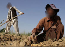 برخورد جدی با استخدام غیرمجاز اتباع در کشاورزی کرمانشاه