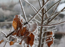 دمای کرمانشاه به منفی ۷ درجه رسید