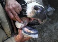 هشدار دامپزشکی درباره خطر درگیری دام‌های سبک/ واکسیناسیون سویه جدید تب برفکی دام‌های سنگین در حال انجام