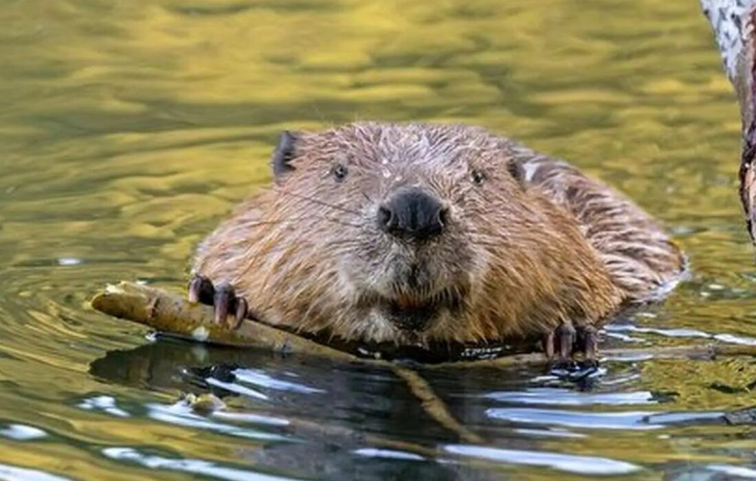 آیا انسان‌ها ذاتاً وفادارند؟ پاسخ علم به معمای تک‌همسری / انسان‌ها رتبه چندم را در وفاداری بین پستانداران دارند