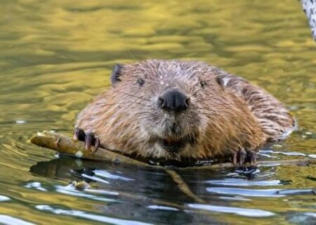 آیا انسان‌ها ذاتاً وفادارند؟ پاسخ علم به معمای تک‌همسری / انسان‌ها رتبه چندم را در وفاداری بین پستانداران دارند