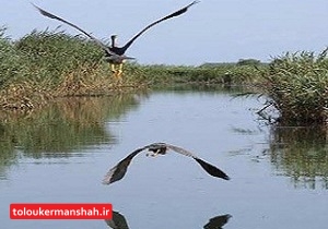 بارندگی‌ها تالاب “هشیلان” را احیا کرد