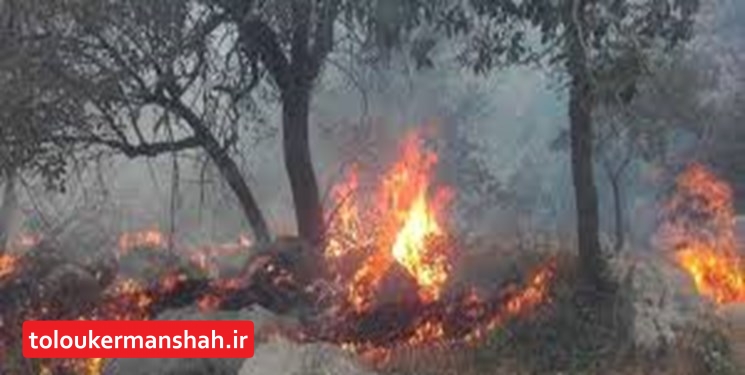 ارتفاعات مله نی و کفراور گیلانغرب دچار آتش سوزی شد