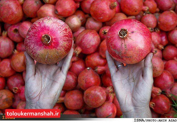 برآورد تولید ۶۱۰۰ تن انار در باغات کرمانشاه