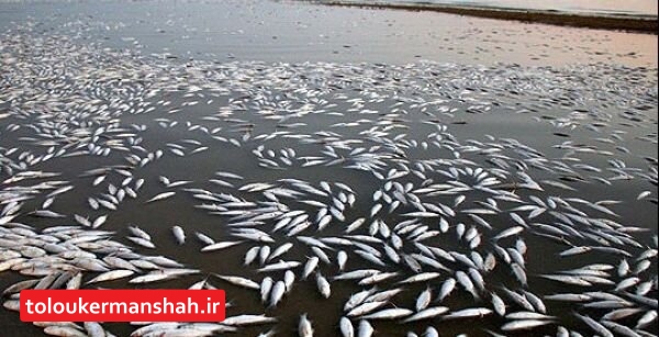 چه چیزی ماهیان رودخانه “قره‌سو” را کشت؟