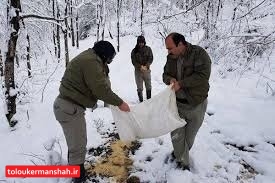 دانهپاشی دستی برای پرندگان وحشی ممنوع