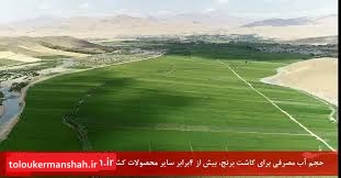 اما و اگرهای کشت برنج در کرمانشاه/میزان کشت برنج در استان سال گذشته، به ۲ هزار هکتار رسید