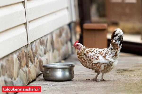 آغاز واکسیناسیون طیور بومی کرمانشاه علیه “نیوکاسل”