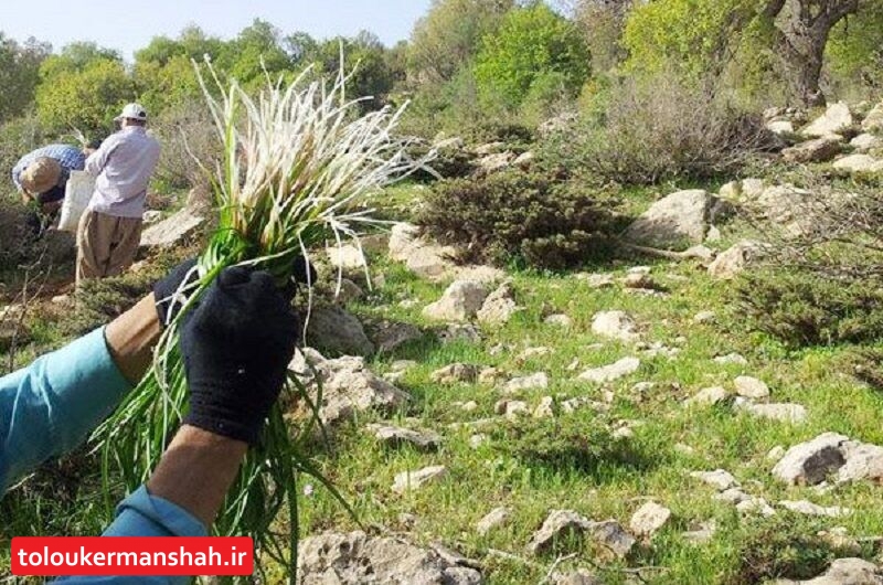 برداشت گیاهان خوراکی در روانسر ممنوع شد