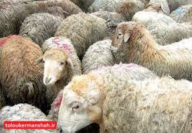 هیچگونه بیماری تب برفکی در استان مشاهده نشده است