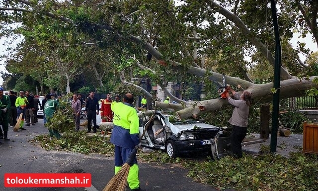 سقوط بیش از ۳۰ درخت در پی طوفان شب گذشته کرمانشاه
