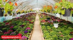 امسال یک “گُل” هم نمیخریم