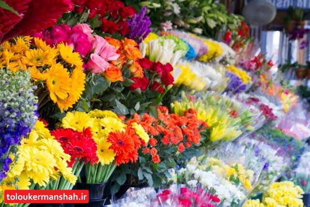 تولید سالانه ۱۶ میلیون “شاخه گل” و “نشاء” در گلخانههای کرمانشاه
