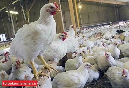 اعتراض مرغداران کرمانشاه به کمبود ذرت و سویای دولتی/ قیمت تمام شده هر کیلوگرم مرغ زنده برای مرغدار ۱۴ هزار تومان است