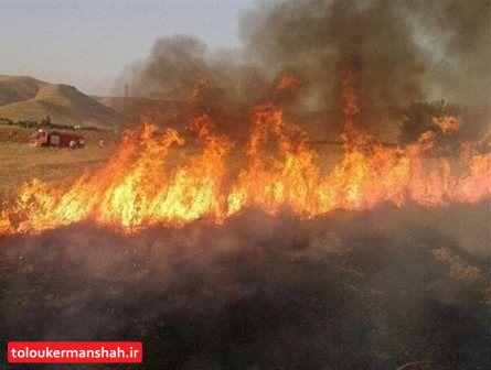 ۵ هکتار از اراضی کشاورزی اسلام آبادغرب طعمه حریق شد