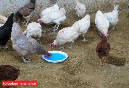 آغاز واکسیناسیون طیور بومی کرمانشاه علیه “نیوکاسل”