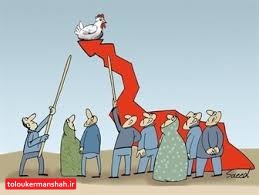 رفتار کجدار و مریز دولت با مرغ صحیح نیست!/قیمت مرغ در کرمانشاه پرواز کرد!/هرکیلو مرغ ۳۲ هزار تومان!!