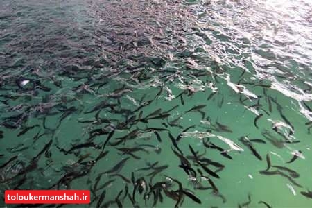 ۱۵ هزار قطعه بچه ماهی قاچاق در دالاهو کشف شد