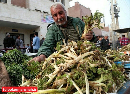 بازار داغ گیاهان خودروی بهاری در کرمانشاه