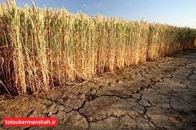 سایه خشکسالی بر سر کرمانشاه/ کشاورزان خودشان را بیمه کنند