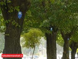 درختان باغات کرمانشاه شناسنامه دار می شوند