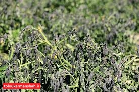 دمای شبانه در کرمانشاه کاهش می‌یابد/ احتمال خسارت به محصولات کشاورزی در اثر سرمازدگی