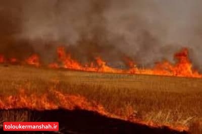 ۱۳ هکتار از مزارع گندم دالاهو و گیلانغرب در آتش سوخت