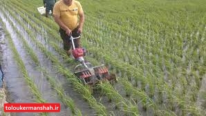 کشت برنج در کدام مناطق کرمانشاه ممنوع است؟
