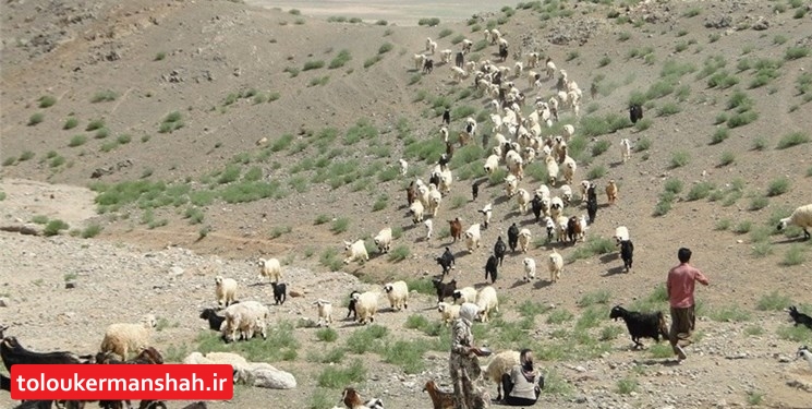 دامپروری کرمانشاه تهدید میشود/ اﺛﺮات ﻣﻨﻔﯽ ﺧﺸﮑﺴﺎﻟﯽ و راهکارهای ﻣﻘﺎﺑﻠﻪ ﺑﺎ آن