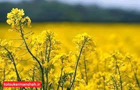 کرمانشاه طی هفته جاری روزهای گرمی را پیشرو دارد