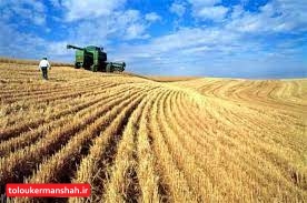 خروج گندم از شهرستان روانسر ممنوع است