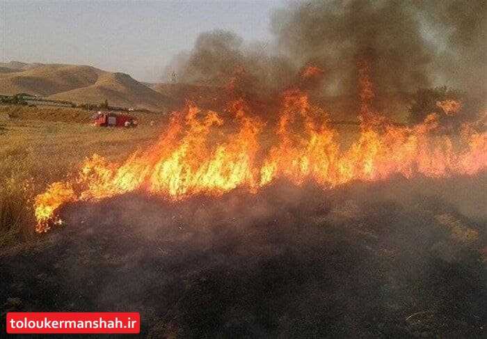 ۸ هکتار از زمین های کشاورزی دالاهو در آتش سوخت