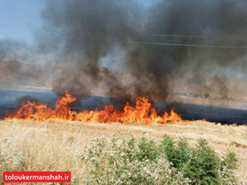 آتش به جان مزارع گندم روانسر افتاد