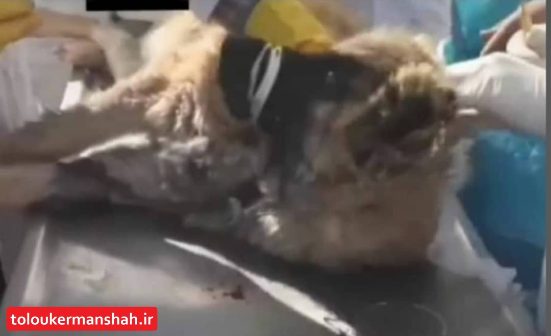 کالبدگشایی سگ زنده در کرمانشاه صحت ندارد