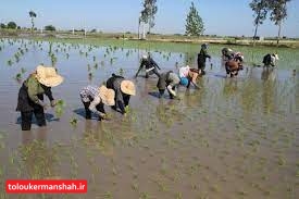 خط قرمز برای برنج در کرمانشاه