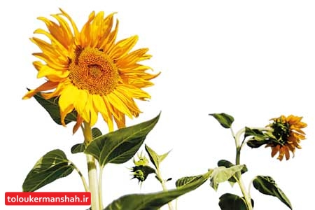 سنقر؛ سرزمین گلهای خورشید