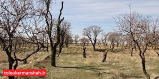 خشکسالی ۱۵ هزار هکتار از باغات استان کرمانشاه را تهدید می‌کند