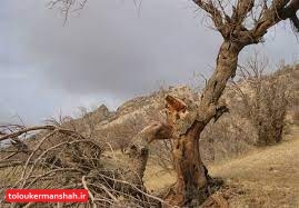 ناقوسِ مرگ در باغات کرمانشاه