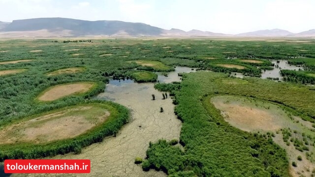 “هشیلان” تا ۲۰ روز آینده خشک می‌شود