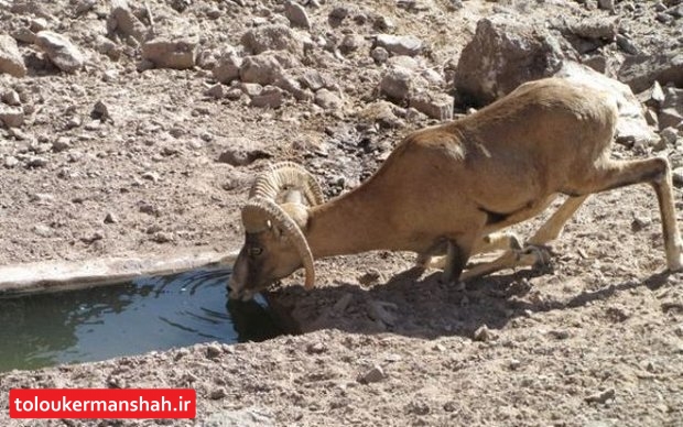 خشکسالی به جانِ “محیط زیست” کرمانشاه افتاد/ تلاش برای نجات جانِ حیات وحش
