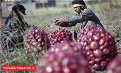 پیاز امسال هم اشک کشاورزان هرسینی را درآورد