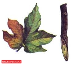 مبارزه با بیماری فوزاریوم و جایگزینی سازه های تبلیغاتی در حال انجام است