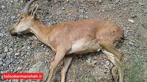 حیات وحش کرمانشاه از «طاعون نشخوارکنندگان» پاک است