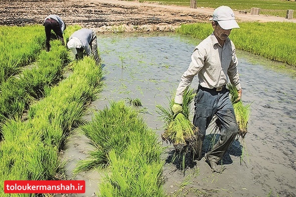 کشت برنج تهدیدی برای منابع آب کرمانشاه