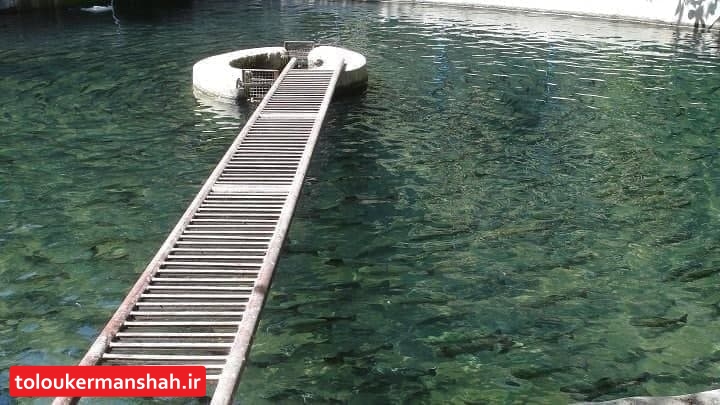 پاوه قطب تولید آبزی پروری استان کرمانشاه میشود