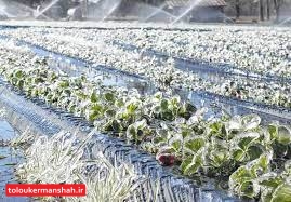 فوت و فنهای مواجهه با سرمای زمستانه در باغات