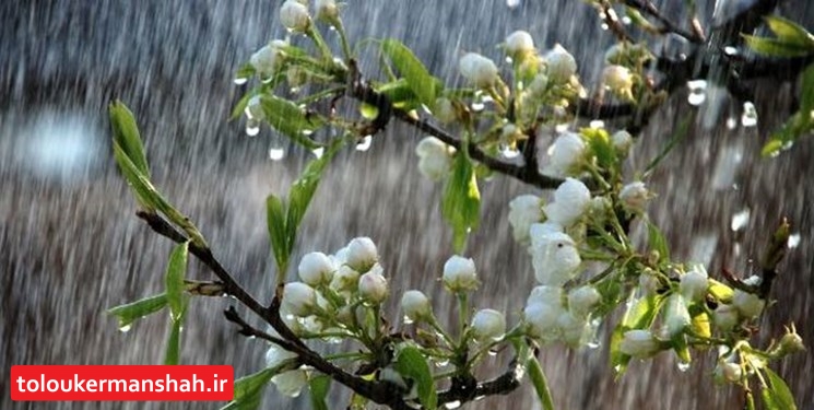 خوشحالی کشاورزان کرمانشاه از بارش رحمت الهی/ سامانهای دیگر در راه است