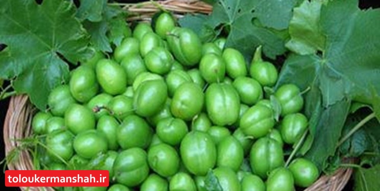 پیشبینی برداشت ۱۰۰۰ تنی گوجه سبز از سرپلذهاب