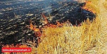 مجازات نقدی برای آتشزدن «پسچر» مزارع در انتظار کشاورزان متخلف